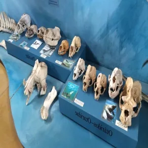 Foto de Acatushun Museum